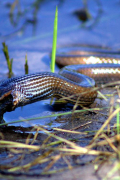 Machaba Botswana Okavango Delta Machaba Camp River Snake Sightings April 2017