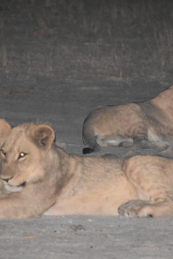 Machaba Safaris Botswana Okavango Delta Gomoti Plains August 2020 Lion Gallery