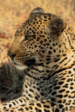 Machaba Safaris Botswana Machaba Camp Wildlife Report September 2023 Leopards