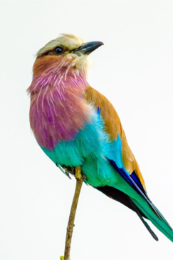 Machaba Chobe National Park Lilac Breasted Roller Perched Machaba Chobe National Park Lilac Breasted Roller Perched