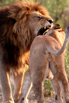 Machaba Botswana Okavango Delta Gomoti Plains 2 Lions Sightings May 2018