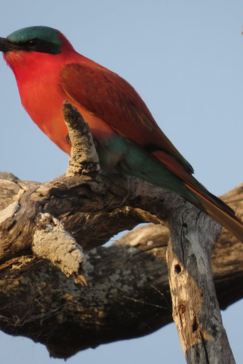 Botswana Okavango Delta Machaba Camp Sightings Feb 2021 Carmine Bee Eater Botswana Okavango Delta Machaba Camp Sightings Feb 2021 Carmine Bee Eater