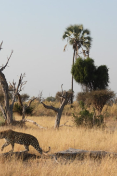 Botswana Gomoti Plains Leopard