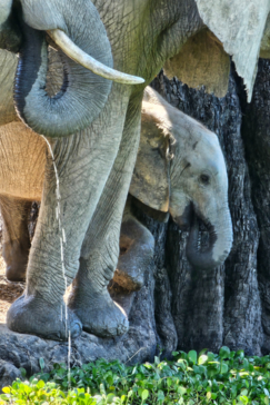 Ingwe Pan April Stories Baby Elephant