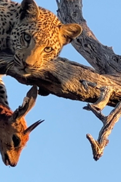 Botswana Okavango Delta Machaba Camp Leopard Hunt Tree