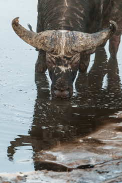 Machaba Safaris Botswana Okavango Delta Kiri Camp Buffalo