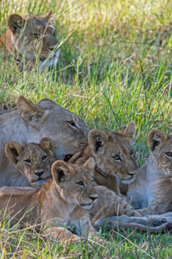 Machaba Blog Mike Myers Lion Cubs