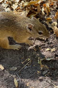 Machaba Botswana On Safari Nala Squirrel Gallery Machaba Botswana On Safari Nala Squirrel Gallery