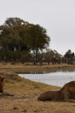 Machaba Safaris Botswana Okavango Delta Gomoti Plains August 2020 Lion Laying