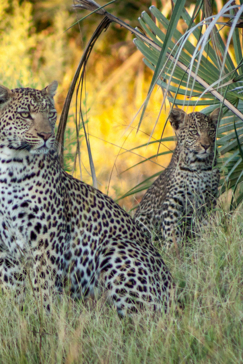 Machaba Safaris   Botswana   Ngoma Safari Lodge   Gallery Leopard Machaba Safaris   Botswana   Ngoma Safari Lodge   Gallery Leopard