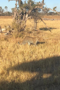 Machaba Botswana Okavango Delta Gomoti Plains Sighting June 2020 Leopard Gallery Machaba Botswana Okavango Delta Gomoti Plains Sighting June 2020 Leopard Gallery