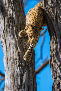 Botswana Machaba Camp Leopard Cub Botswana Machaba Camp Leopard Cub