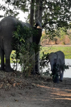 Zimbabwe Mana Pools Ingwe Pan Elephant Calf
