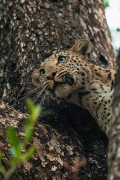 Machaba Safaris Botswana Okavango Delta Kiri Camp Leoaprd Tree