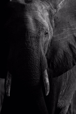 Machaba Camp Botswana Okavango Delta Little Machaba Camp Elephant Sightings March 2019