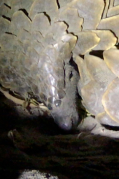 Machaba Camp Botswana Okavango Delta Little Machaba Camp Pangolin 1 Sightings June 2019