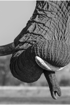 Machaba Camp Botswana Okavango Delta Little Machaba Camp Elephant Sightings October 2019