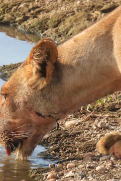 Zimbabwe Hwange National Park Deteema Springs Camp Wildlife Sightings December 2020 Female Lion Drinking Zimbabwe Hwange National Park Deteema Springs Camp Wildlife Sightings December 2020 Female Lion Drinking