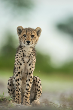 Machaba   Botswana   Okavango Delta   Gomoti Camp   Cheetah Cub Machaba   Botswana   Okavango Delta   Gomoti Camp   Cheetah Cub