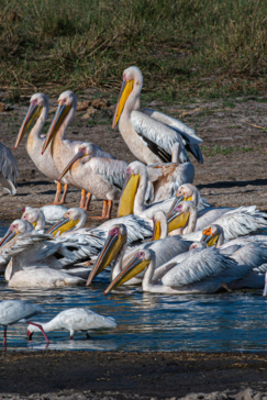 Machaba Blog Mike Myers Pelicans