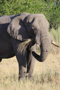 Machaba Safaris Kiri Camp Wildlife Sightings Dec 2024 Suites Elephant Machaba Safaris Kiri Camp Wildlife Sightings Dec 2024 Suites Elephant
