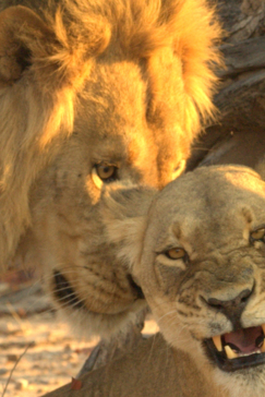 Zimbabwe Hwange National Park Deteema Male And Female Lion Zimbabwe Hwange National Park Deteema Male And Female Lion