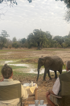 Zimbabwe   Mana Pools   Ingwe Pan   August Sightings 2021   Elephant   Armchair Safari