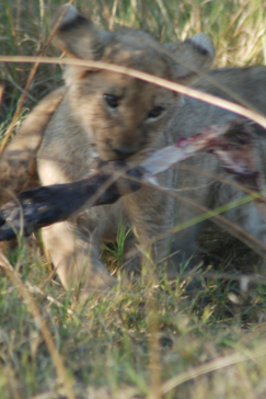 Machaba Botswana Okavango Delta Machaba Camp Lion Cub Eating