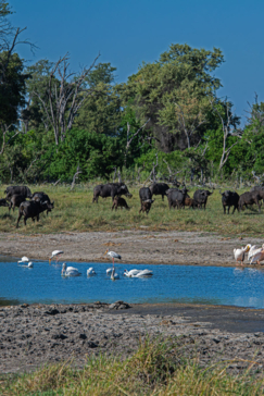 Machaba Mike Myers Delta