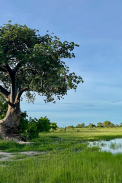 Machaba Kiri Camp Wildlife Sightings February 2025 Cta Lush Landscape In Botswana