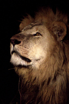 Machaba Botswana Okavango Delta Machaba Camp Lion Sightings May 2018