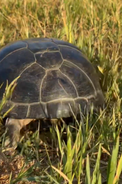 On Safari Nala Episode 10 Hinge Terrapin Gallery Terrapin