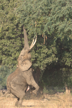 Zimbabwe Mana River Elephant 3 Zimbabwe Mana River Elephant 3