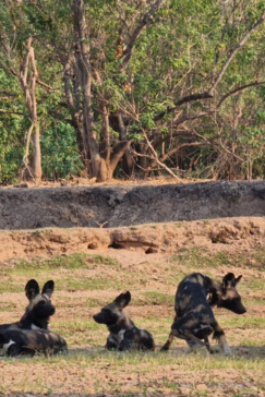 Machaba Safaris Mana River Wildlife Stories Wild Dogs Machaba Safaris Mana River Wildlife Stories Wild Dogs