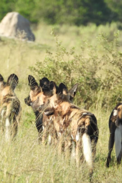 Machaba Kiri Camp Wildlife Sightings May 2026 Pack Of African Wild Dogs