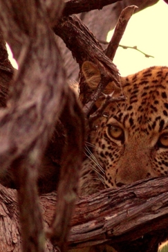 Machaba Botswana Okavango Delta Gomoti Plains Camp Leopard 3 Sightings February 2018 Machaba Botswana Okavango Delta Gomoti Plains Camp Leopard 3 Sightings February 2018