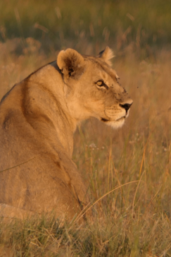 Machaba Botswana Okavango Delta Gomoti Plains Lion Sightings May 2020 Machaba Botswana Okavango Delta Gomoti Plains Lion Sightings May 2020