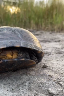 On Safari Nala Episode 10 Hinge Terrapin Gallery Turtle Shell