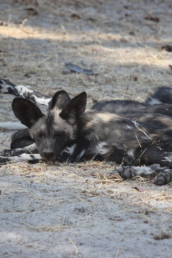 Machaba Safaris Zimbabwe Mana Pools Ingwe Pan Stories Oct 2023 Wild Dogs