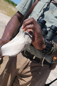Verneys Camp Hwange Walking Safari Verneys Camp Hwange Walking Safari