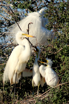 Machaba Botswana Okavango Delta Gomoti Plains Birds 2 Sightings April 2018