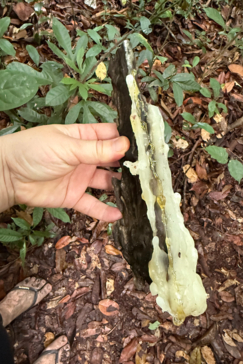 EXPLORING THE RAINFOREST Okume Sap