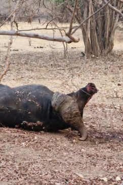 Machaba Safaris Mana River Wildlife Stories Buffalo Kill Machaba Safaris Mana River Wildlife Stories Buffalo Kill