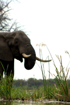 Machaba Camp Botswana Okavango Delta Little Machaba Camp Elephant Sightings February 2018 Machaba Camp Botswana Okavango Delta Little Machaba Camp Elephant Sightings February 2018