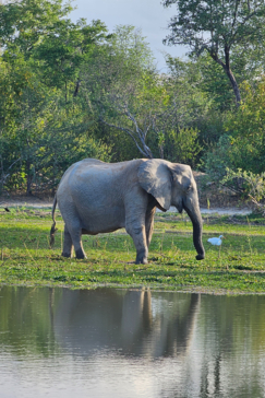 Ingwe Pan April Stories Elephant Pan