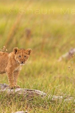 Machaba Camp Botswana Okavango Delta Little Machaba Camp Lion Cub Sightings October 2017  7 Machaba Camp Botswana Okavango Delta Little Machaba Camp Lion Cub Sightings October 2017  7