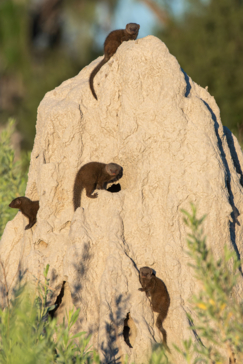 Machaba Blog Mike Myers Mongooses On Termite Mound