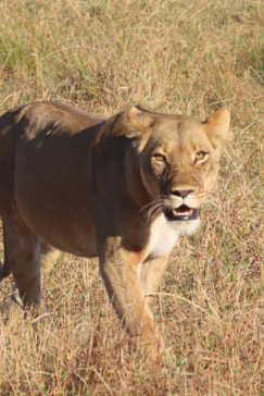 Willdife Sightings Gomoti Plains Botswana August 2024 Lioness