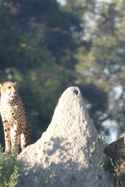 Machaba Kiri Camp Wildlife Sightings May 2026 Pair Of Cheetahs