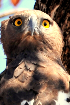 Machaba Zimbabwe Hwange Deteema Camp Owl Sightings August 2019 Machaba Zimbabwe Hwange Deteema Camp Owl Sightings August 2019